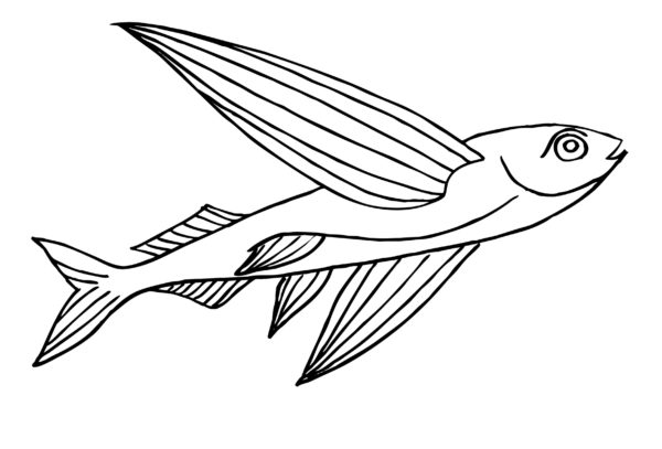 Létající ryba omalovánka