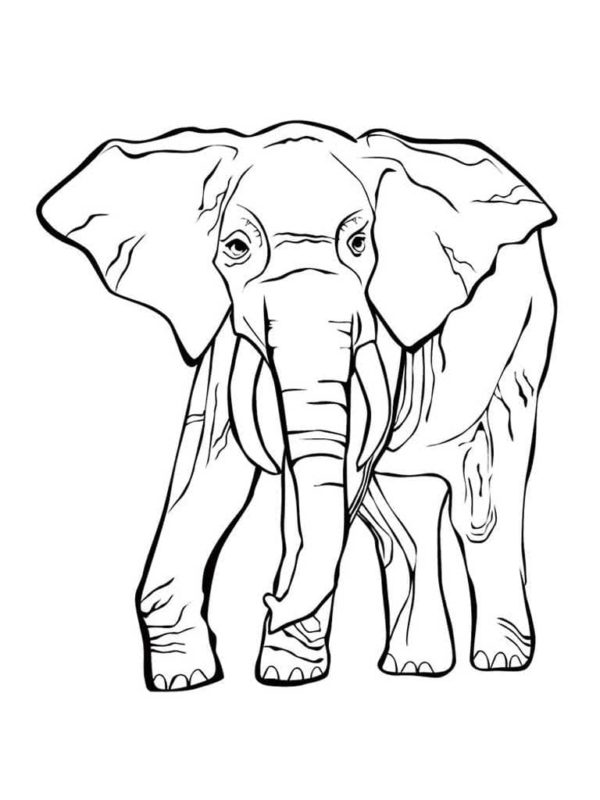Africký slon s velkými kly omalovánka