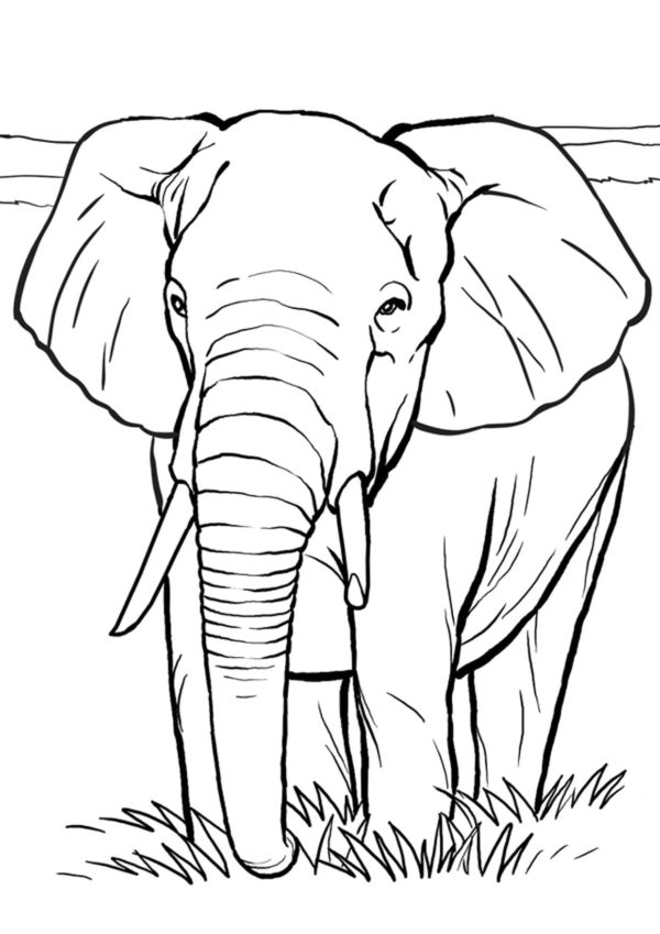 Africký slon omalovánka