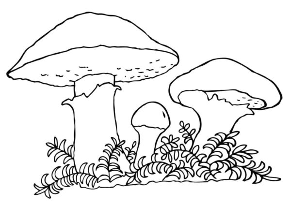 Bílé houby se skrývají v lesních houštinách omalovánka