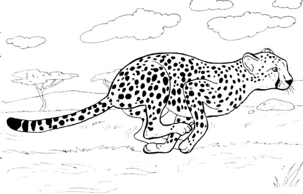 Bleskově rychlý běh geparda. omalovánka