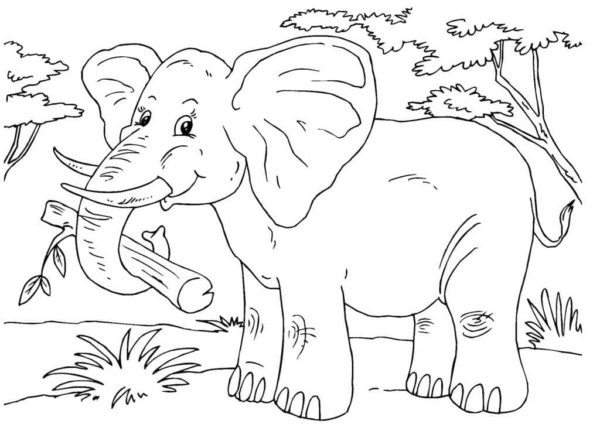 Chobot je hlavním pomocníkem slona. omalovánka