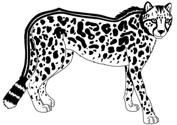 Chování geparda je velmi podobné chování kočky. omalovánka