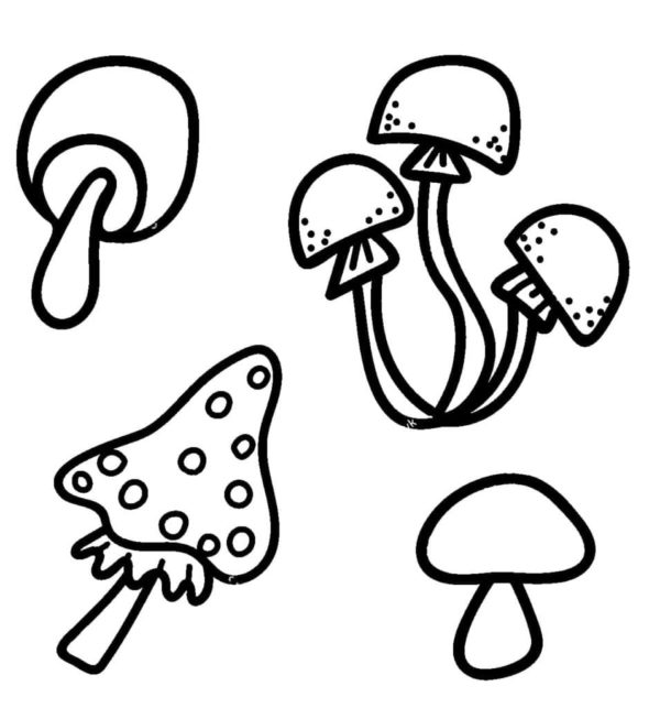 Čtyři druhy hub. omalovánka