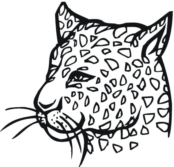 Detailní záběr na nebezpečnou tvář geparda. omalovánka