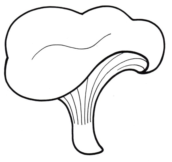 Dietní houba - liška omalovánka