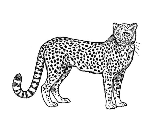 Dlouhý, tlustý ocas geparda je pokryt skvrnami, které se mění v prsteny omalovánka