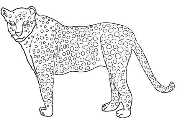 Dokážete spočítat, kolik skvrn má gepard na těle omalovánka