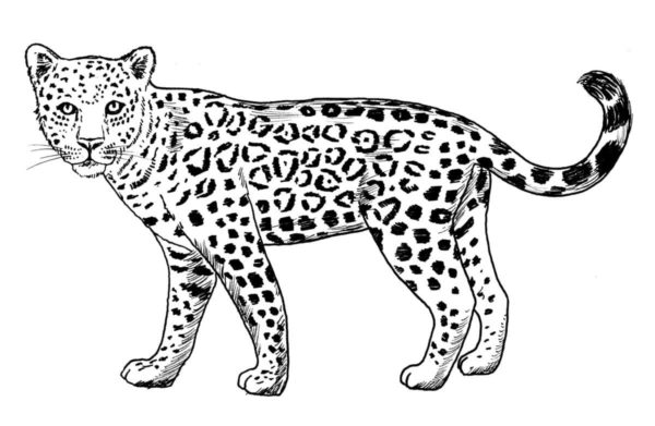 Drobný gepard je schopen plně zatáhnout drápy omalovánka
