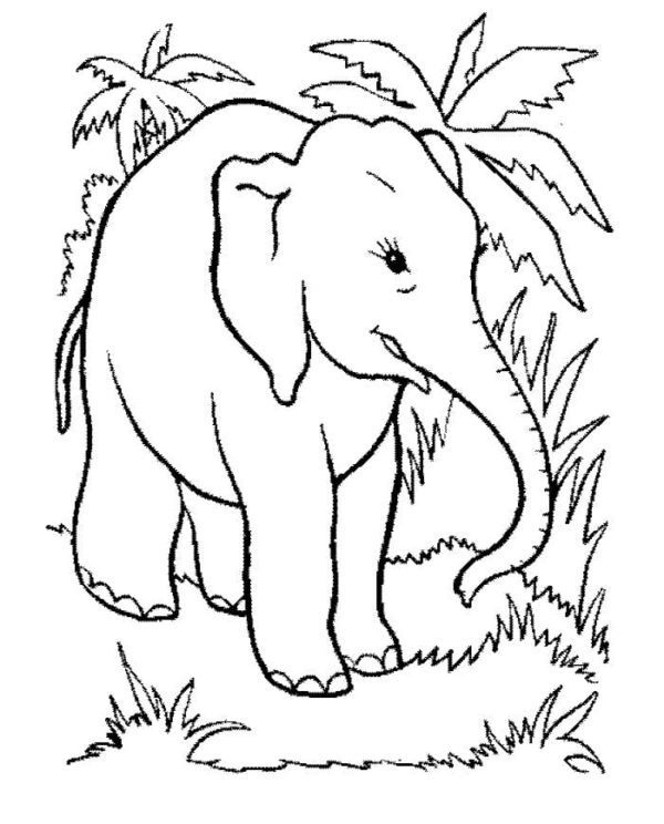 Džungle je oblíbeným domovem slonů. omalovánka