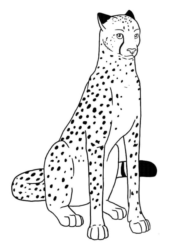 Gepard sedí s velmi chytrým pohledem. omalovánka