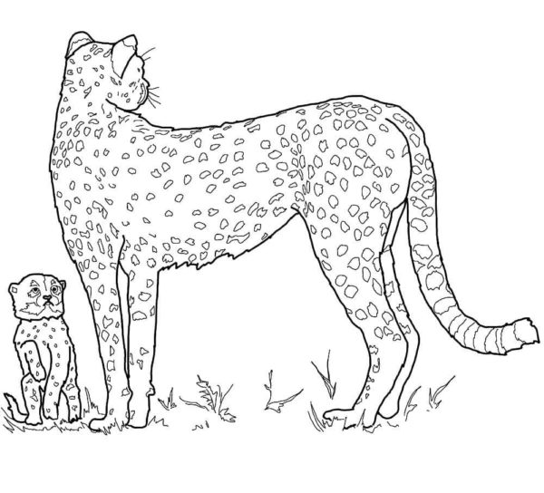 Gepardí dítě vedle své matky. omalovánka