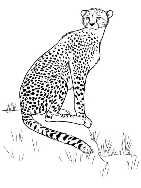 Gepardi jsou velmi hákliví predátoři, proto jedí pouze čerstvou kořist. omalovánka