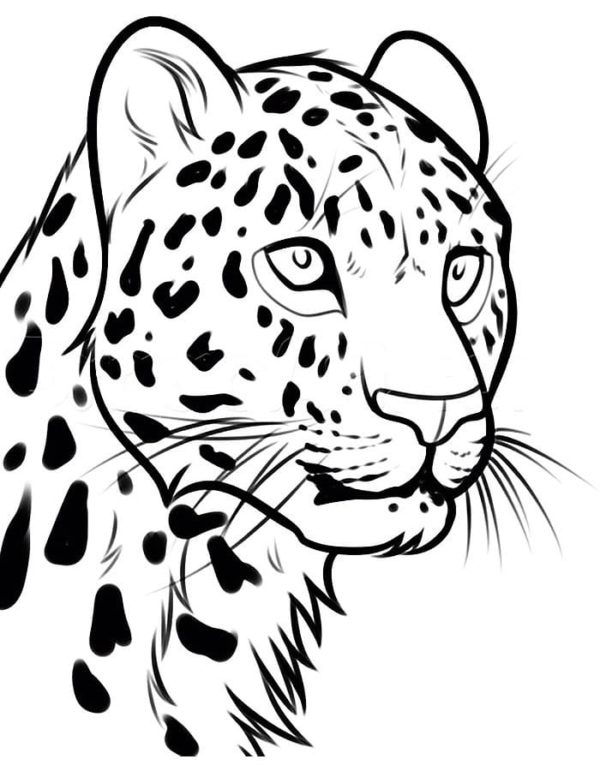 Gepardi mají vynikající zrak díky černým linkám na obličeji omalovánka