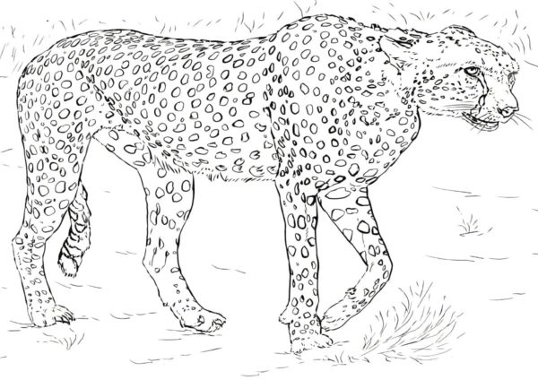 Gepardi mohou vrnět jako domácí kočky. omalovánka