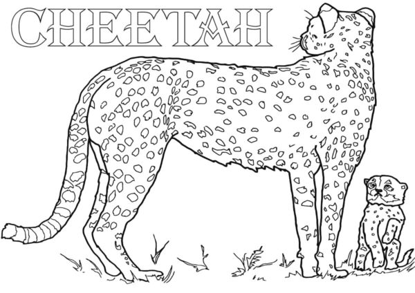 Gepardí samice dokonce vychovávají své potomky samy omalovánka