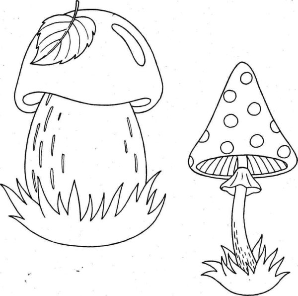 Hádejte, která houba je jedlá a která jedovatá. omalovánka