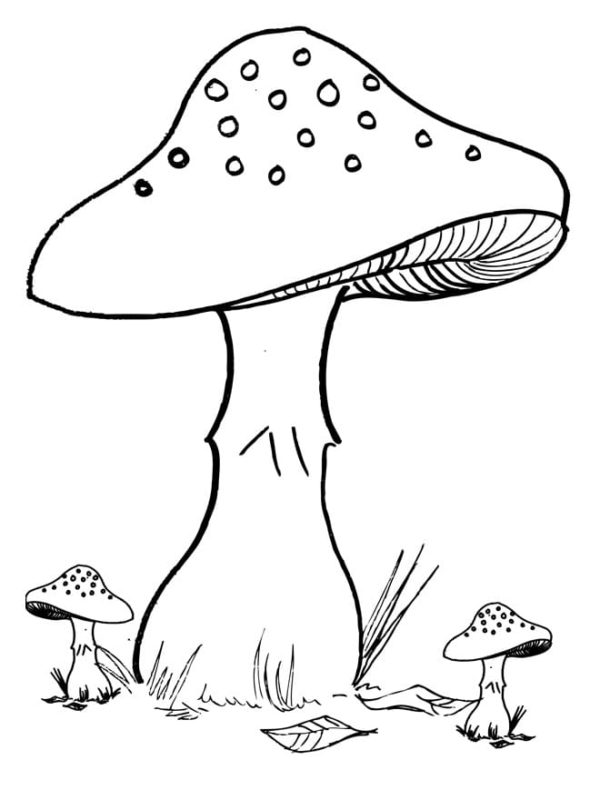 Hlavní nebezpečná houba omalovánka