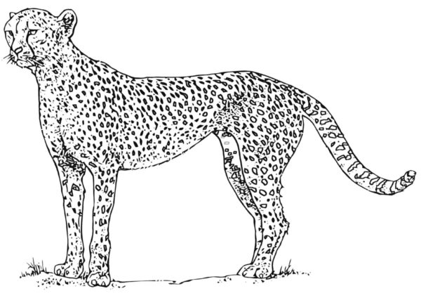 Hlavními nepřáteli gepardů ve volné přírodě jsou lvi. omalovánka