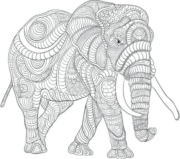 Indický slon omalovánka