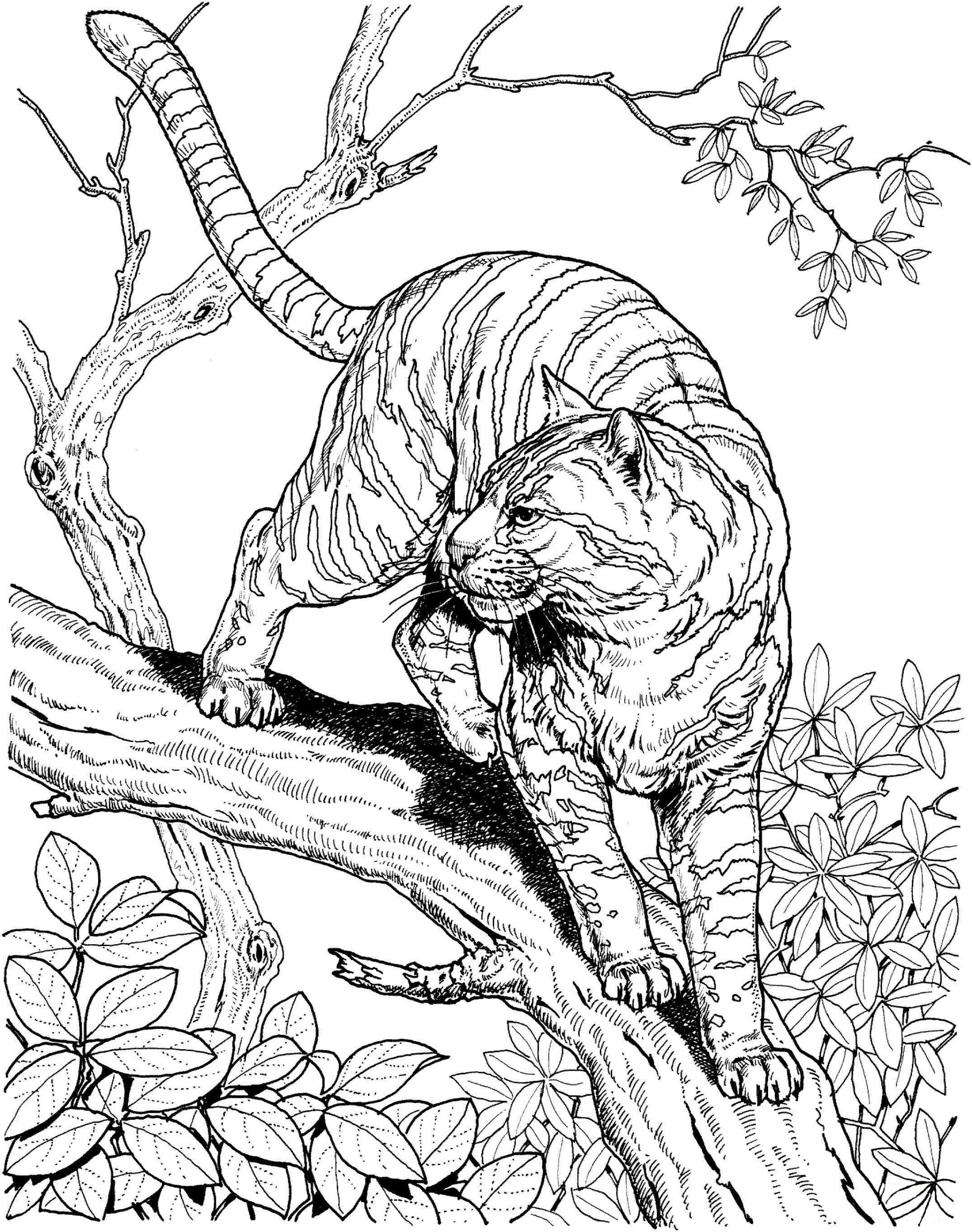 Jako všechny kočky je gepard obratný ve šplhání po stromech. omalovánka