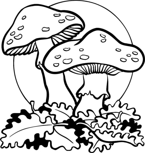 Klasická jedovatá houba. omalovánka