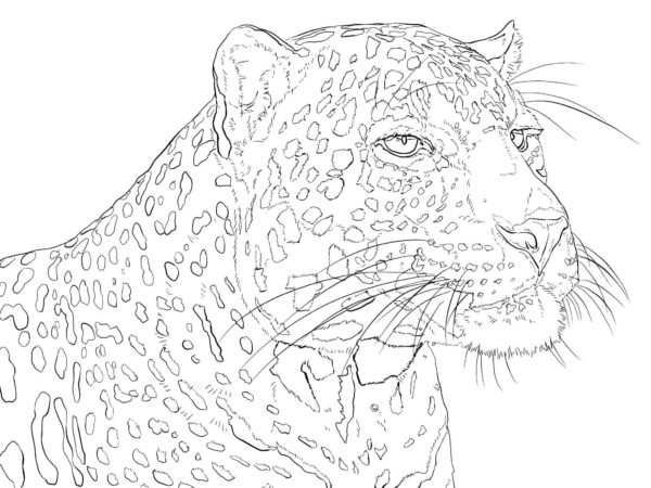 Kníratý obličej geparda. omalovánka