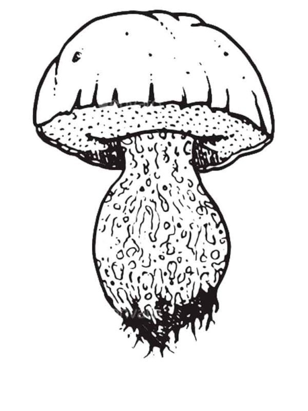 Králem hub je hřib bílý. 1 omalovánka