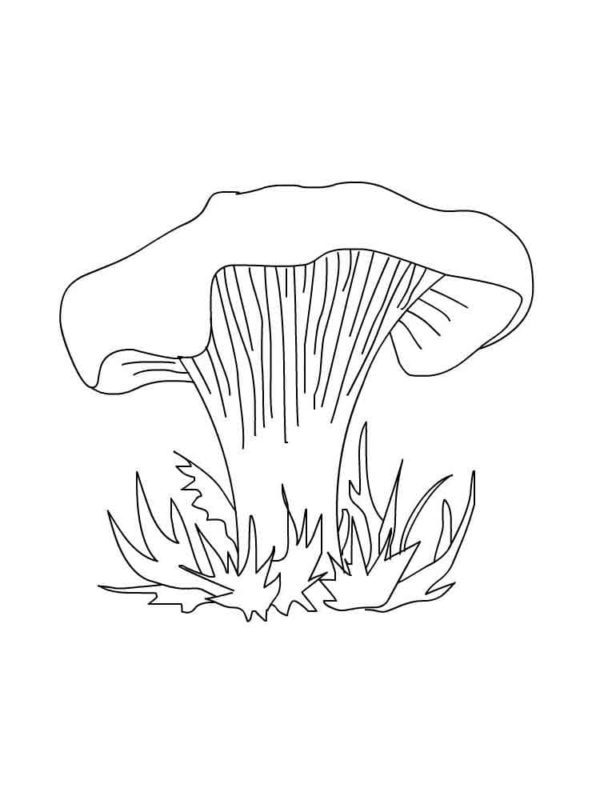 Lahodné houby - lišky omalovánka