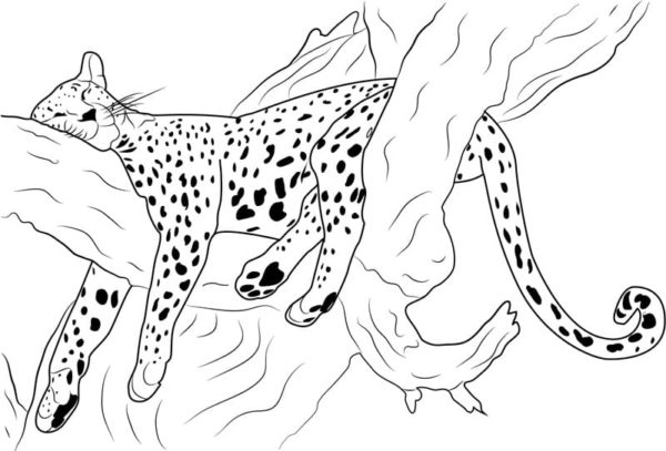 Líný gepard odpočívá na stromě. omalovánka