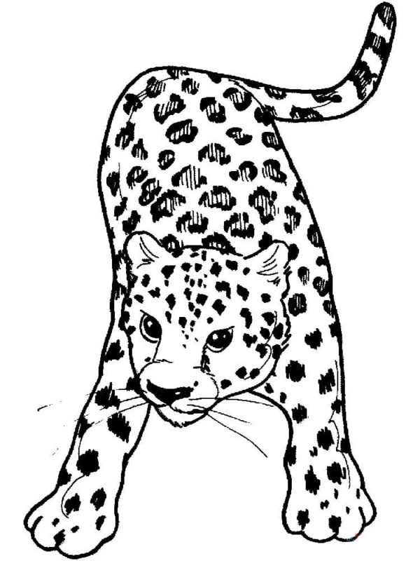 Omalovánka Malí gepardi si rádi hrají, jako všechny děti.