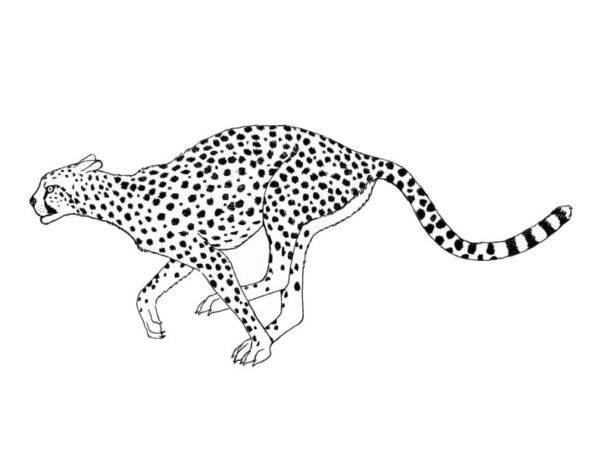 Maximální rychlost geparda dosahuje 114 km za hodinu omalovánka