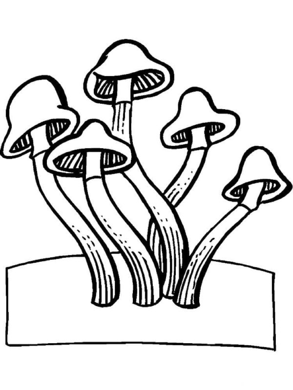 Omalovánka Mycelium na tenkém stonku