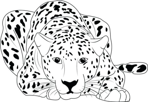 Navzdory svému roztomilému vzhledu jsou gepardi velmi agresivní zvířata. omalovánka