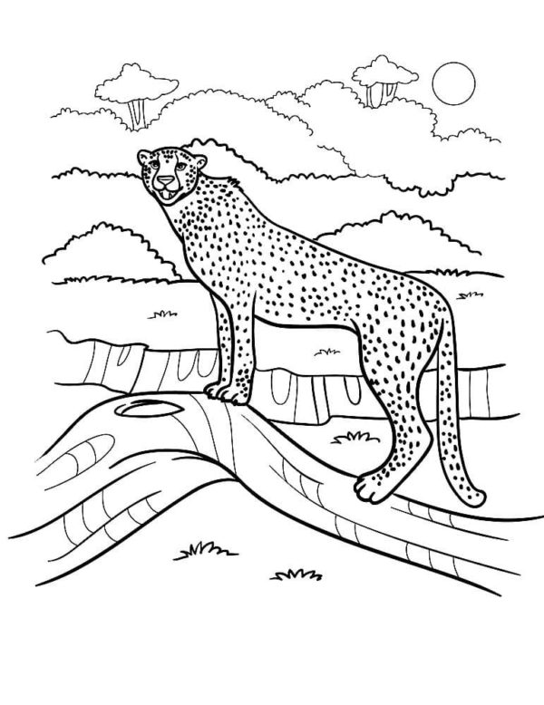 Nebezpečný gepard syčí pod měsícem omalovánka