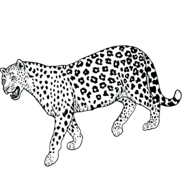 Nejatraktivnější věcí na gepardech je jejich srst omalovánka