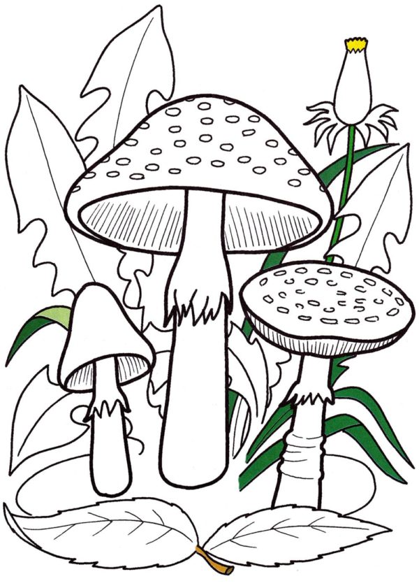 Nejedlé houby ukryté v listí omalovánka