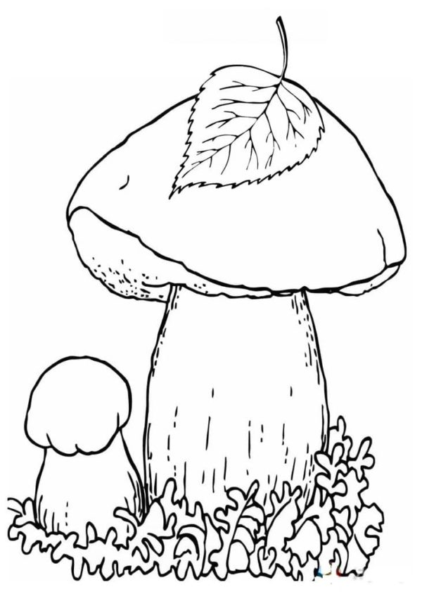Omalovánka Nejušlechtilejší houba je bílá