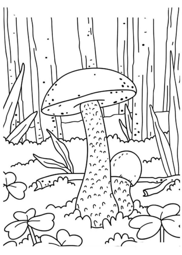 Podzimní březový les je bohatý na houby. omalovánka