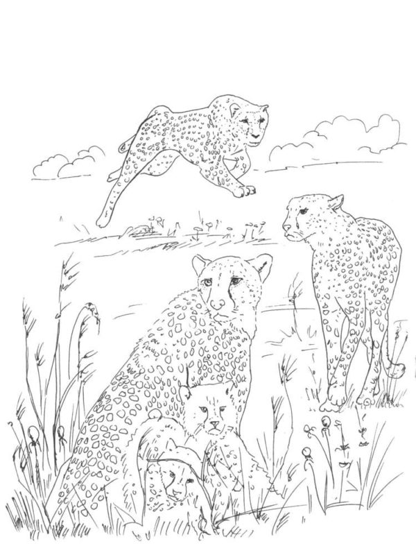 Předpokládá se, že všichni gepardi na Zemi jsou příbuzní. omalovánka
