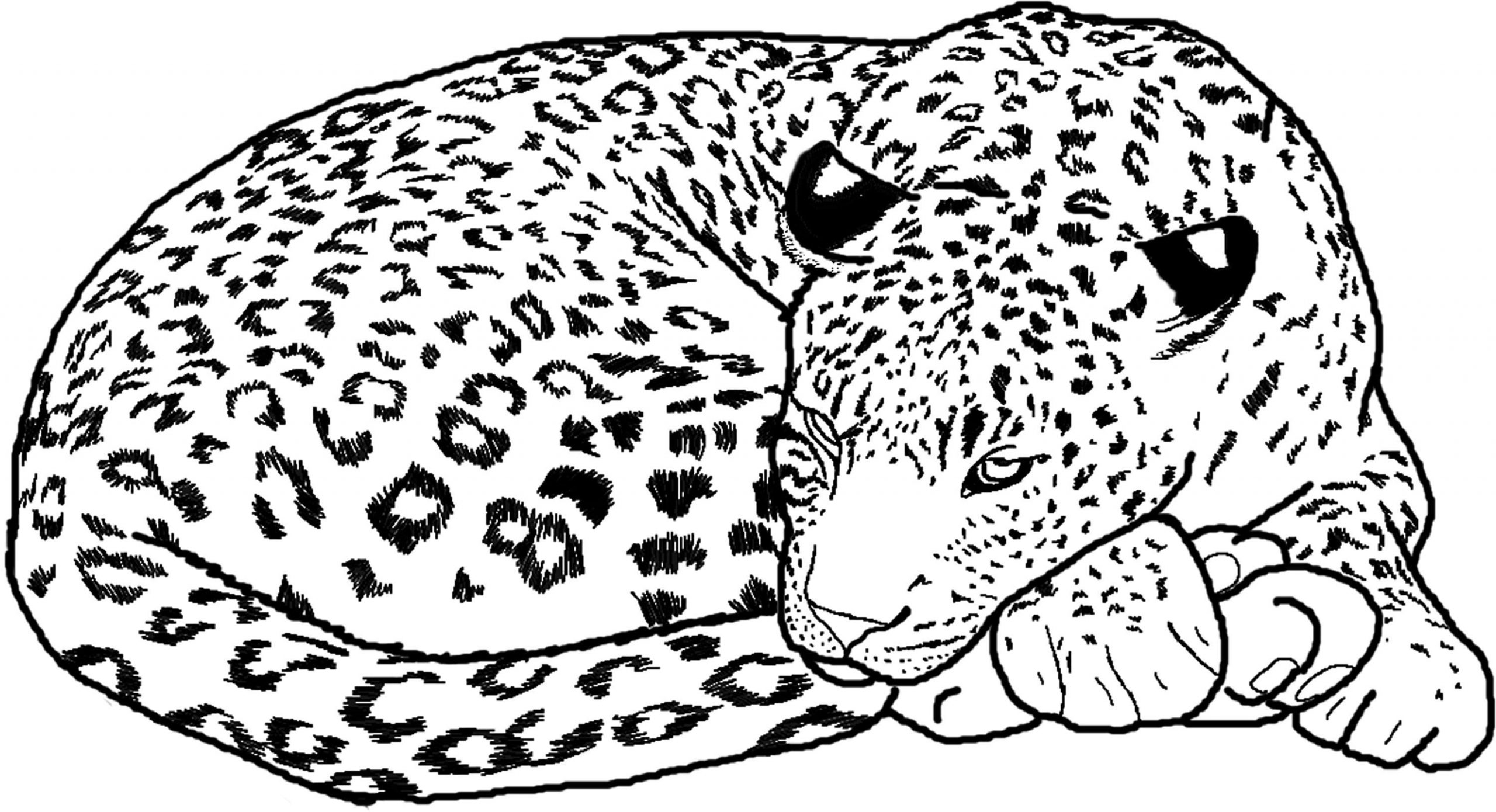 Roztomilý gepard odpočívá po dlouhém lovu. omalovánka
