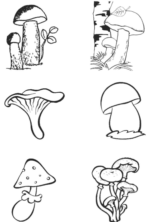Omalovánka Různé druhy hub.