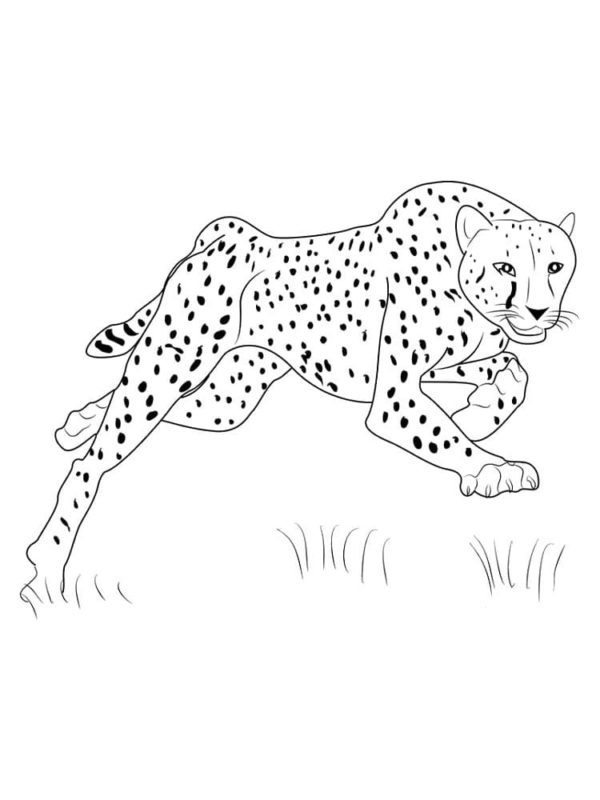 S dravým úsměvem se gepard rozběhne za antilopou omalovánka