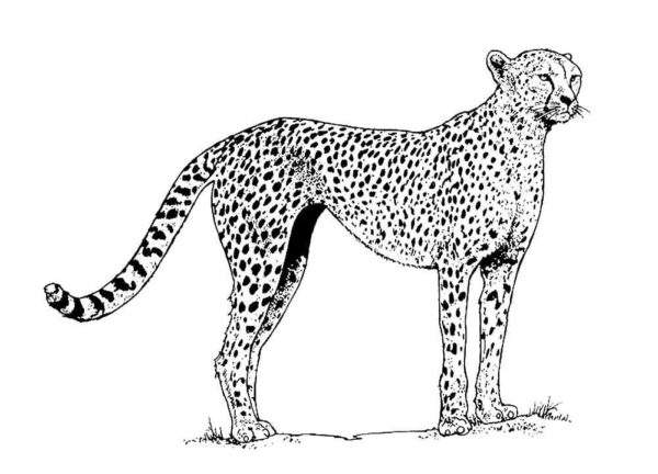 Samice geparda preferují samotu omalovánka