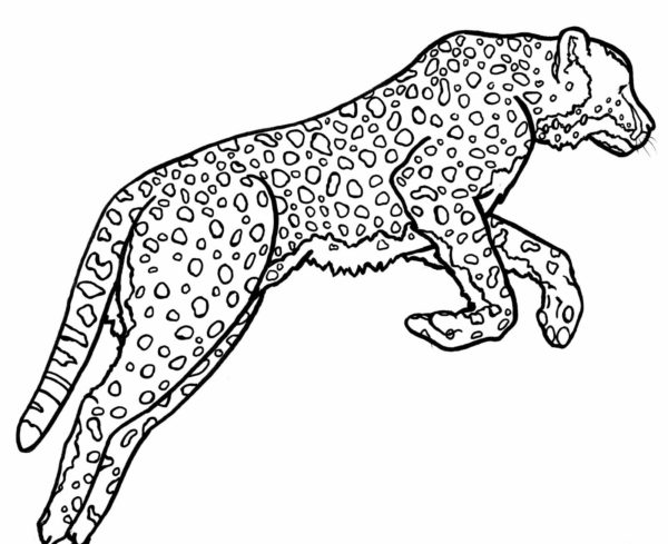 Skok vysoký z geparda omalovánka