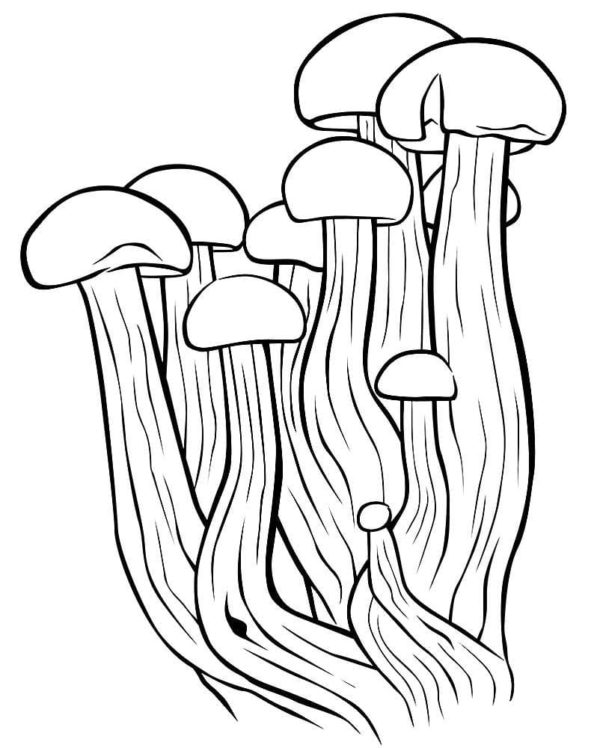 Skupina jedlých hub omalovánka