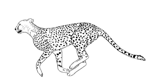 Tito predátoři se nazývají lovící leopardi. omalovánka