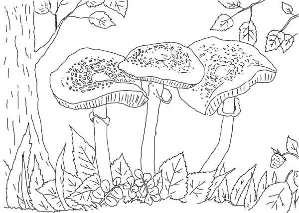 V letním lese začínají růst houby. omalovánka