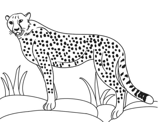 V průměru váží dospělý gepard 50 kg omalovánka