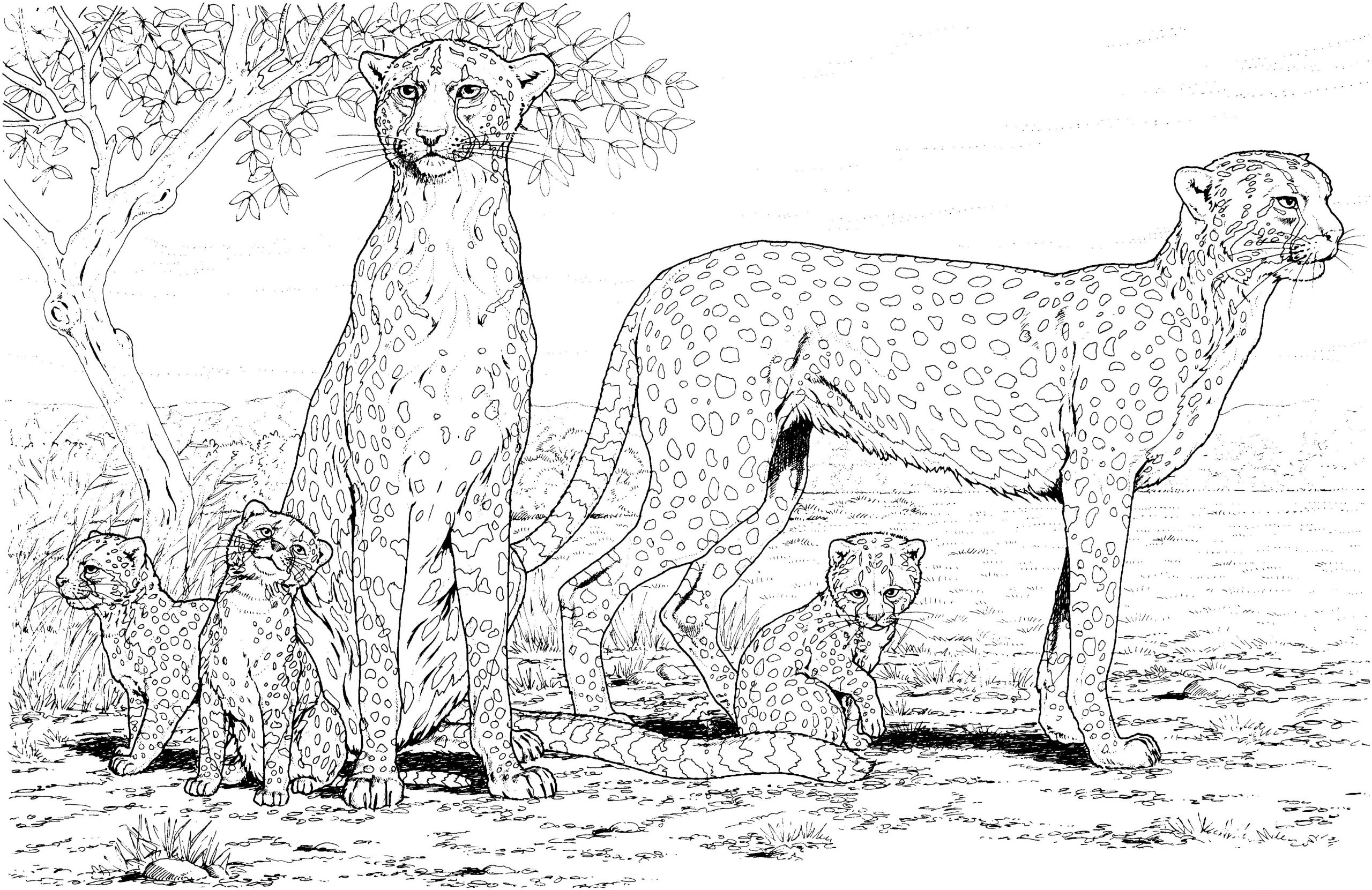 Velká a přátelská rodina gepardů omalovánka